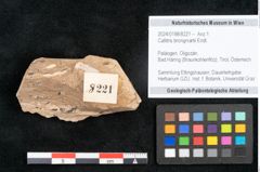 Foto (Objekt + Etikett) von Callitris brongniartii Endl. (NHMW-GEO-2024-0188-8221)